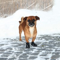Защитные ботинки для собак TRIXIE - Walker Active XS, 2 шт